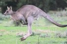 EASTERN-grey-kangaroo-male-hopping-190812p02phwmlow-min